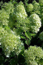 Hydrangea paniculata 'Limelight'